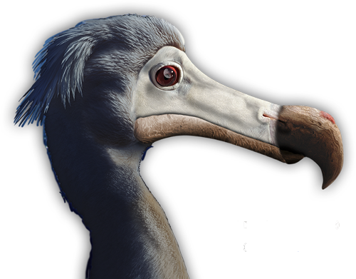 Dodo